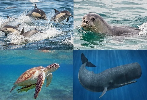 Mediterranean Marine Wildlife