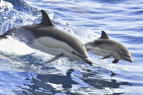 Dolphins in the Canaries